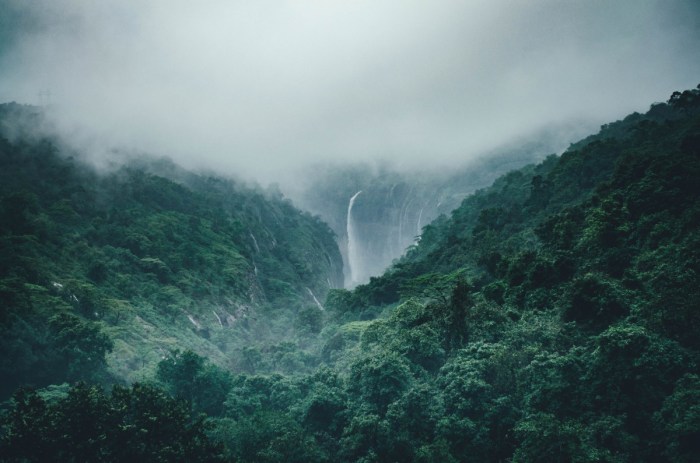 pohon hutan hujan tropis terbaru