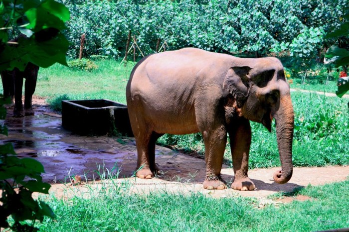 macan tutul hewan langka ciri habitat mengenal leoparden khusus penjelasannya berdasarkan jumlahnya tierwelten beast pohon pandai panjat penyendiri asli