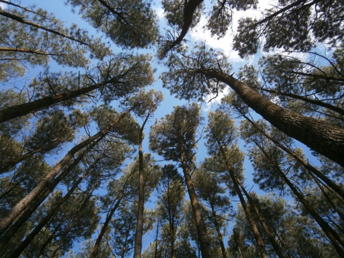 pohon pinus banyak dijumpai di daerah