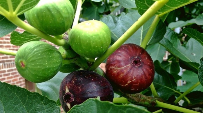 buah tin banyak tumbuh di kota terbaru