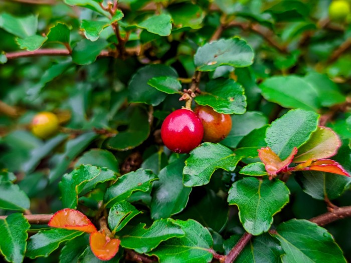 buah pucuk merah bisa dimakan atau tidak terbaru