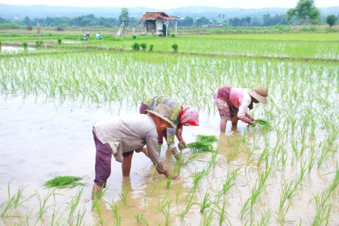 penggunaan pestisida mengurangi berkurang