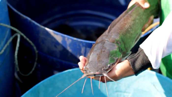 cara pemijahan ikan lele terbaru