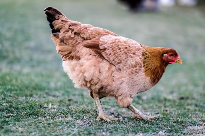 ayam apa yang tidak bisa bertelur terbaru