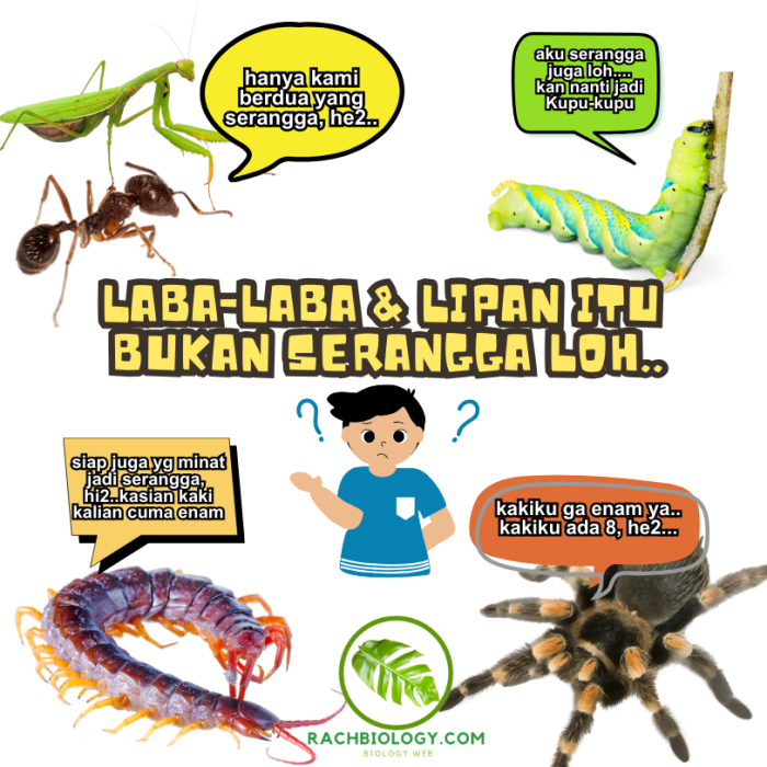 laba laba termasuk serangga