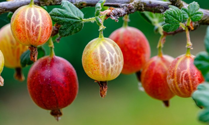 buah pucuk merah bisa dimakan