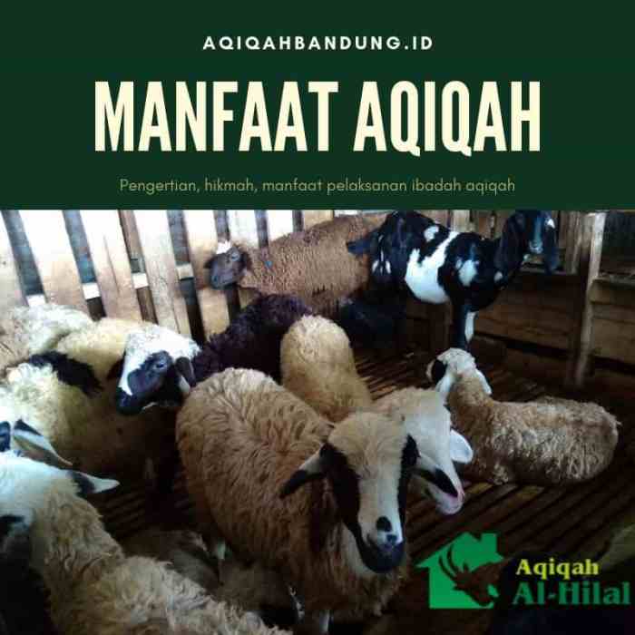 manfaat aqiqah di akhirat terbaru