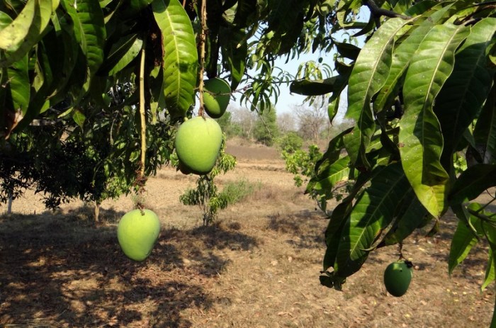 nama ilmiah mangga manalagi