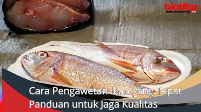 cara pengawetan ikan yang tepat adalah terbaru