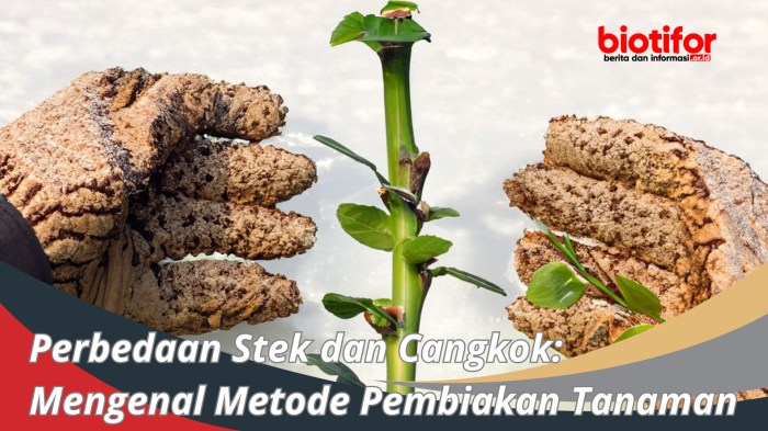 perbedaan okulasi dan cangkok