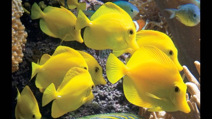 ciri ciri ikan yellow tang