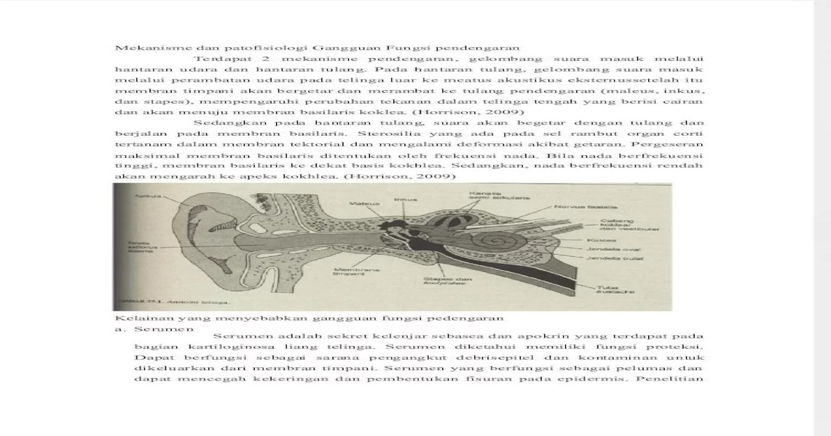telinga indera sistem struktur gangguan proses lengkap