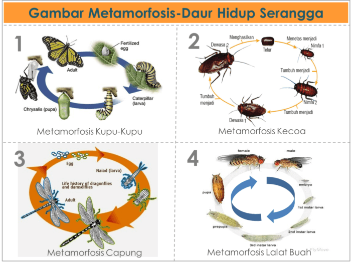 daur metamorfosis kecoa hewan sempurna soal haiwan kitar serangga tahapan lipas jawaban ulangan perkembangan riang gmbar harian dst kecoak adalah