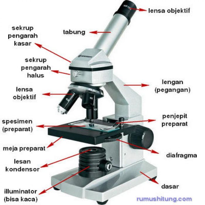 gambar sinapsis dan bagiannya