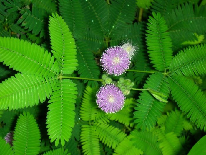 malu putri pudica mimosa sensitive apapun