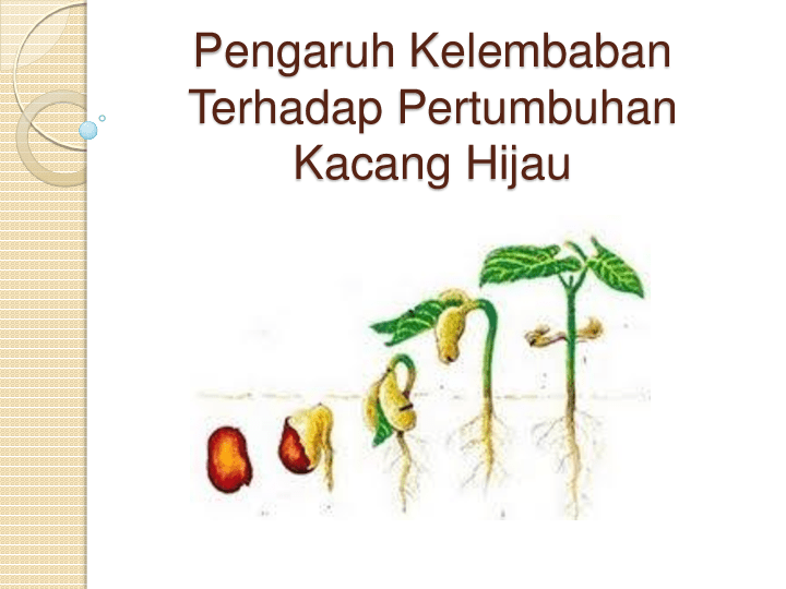 pertumbuhan biji kacang hijau