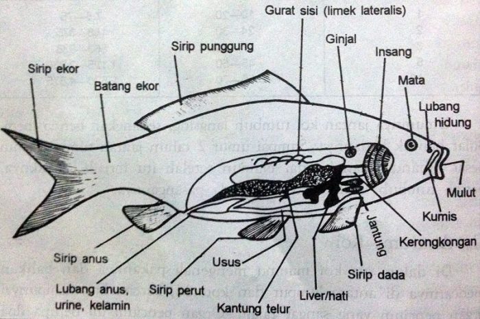 gambar morfologi ikan mas