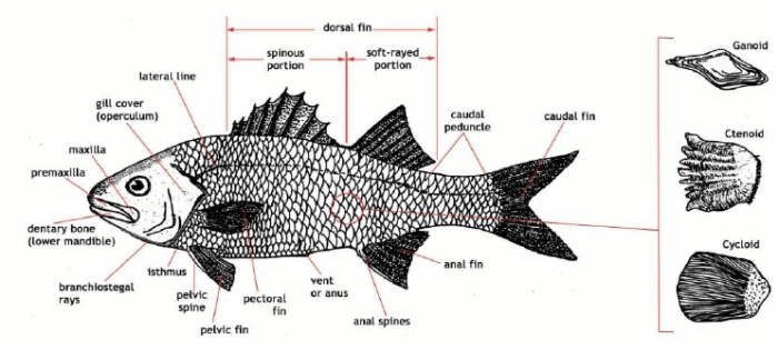 ikan hewan klasifikasi vertebrata jenis punten cyprinus morfologi konsumsi air carpio tombro umpan pengertian contohnya perkembangbiakan tawar majalaya pelet rangka