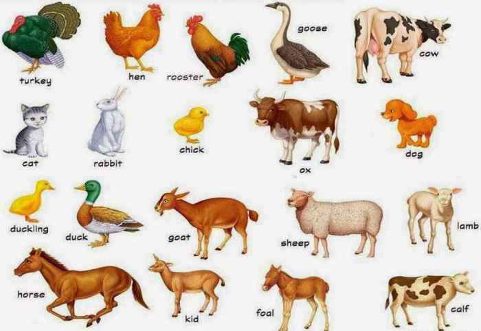 Deskripsi tentang hewan dalam bahasa inggris