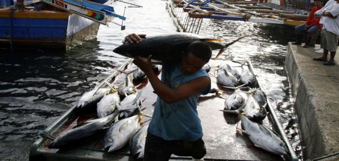 nelayan kapal perikanan pelabuhan ikan maluku mongabay usaha sadeng asuransi kkp perairan kelautan ilustrasi profesi bersiap merapat yogyakarta desember sedang