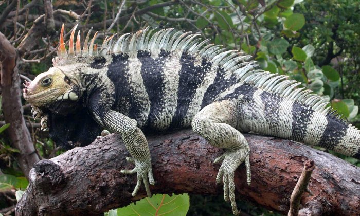 Reptiles amphibians iguana