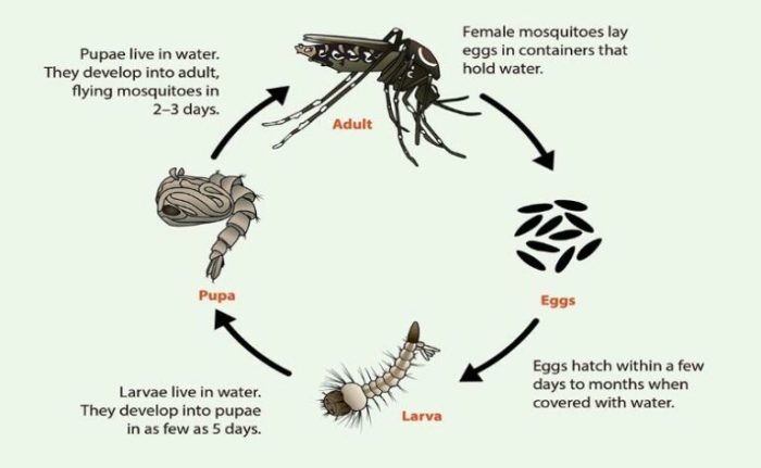 Buatlah diagram daur hidup dari hewan ayam