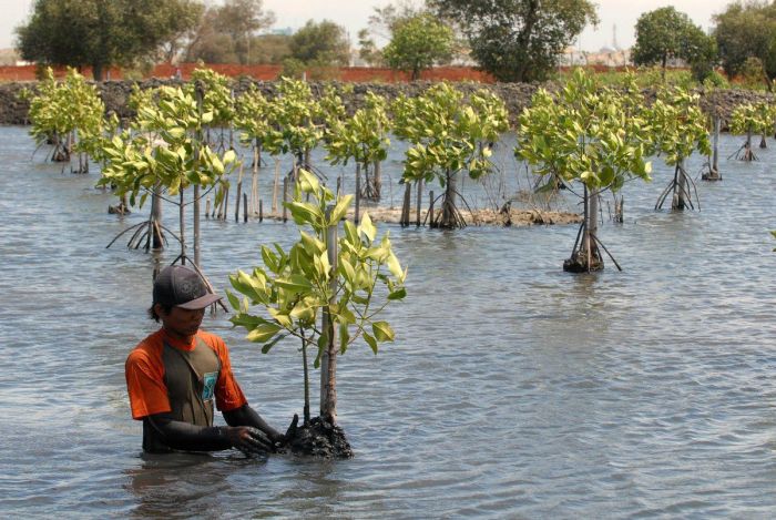 alam sumber daya karet dapat diperbaharui sda tanaman jambi hutan perkebunan kebun provinsi manfaat petani komoditas kelapa budidaya sawit potensi