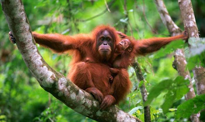 flora dan fauna di suatu daerah tts terbaru