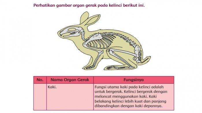 hewan vertebrata gerak bertulang belakang binatang organ beberapa alat soal klasifikasi ciri animalia manusia tematik otot pengertian kelas seputarilmu sebutan