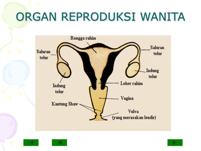 soal organ reproduksi wanita