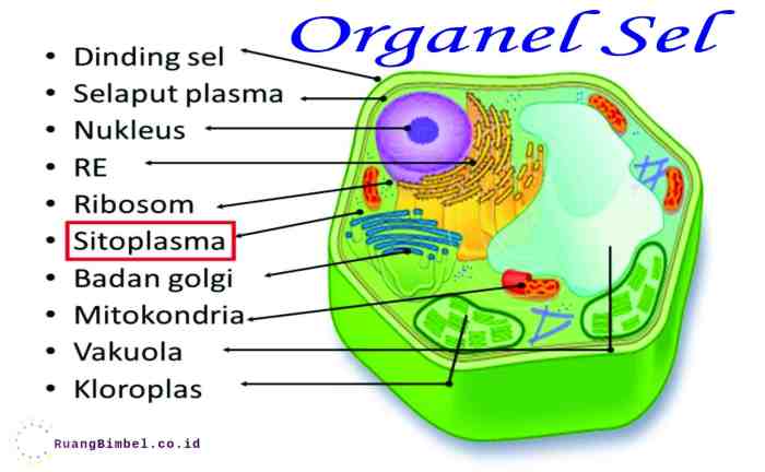 neuron berlabel berfungsi perhatikan