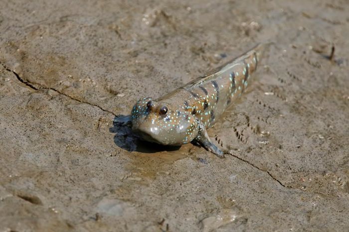 ikan yang hidup di darat