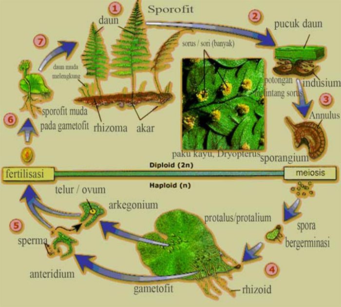 Paku skema reproduksi tumbuhan pteridophyta daur hisham noministnow