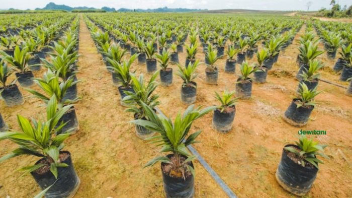 sawit kelapa pembibitan tanaman budidaya