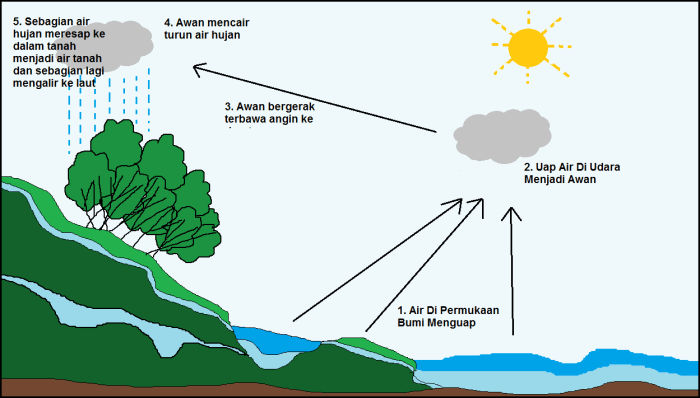 fungsi pohon dalam siklus air terbaru