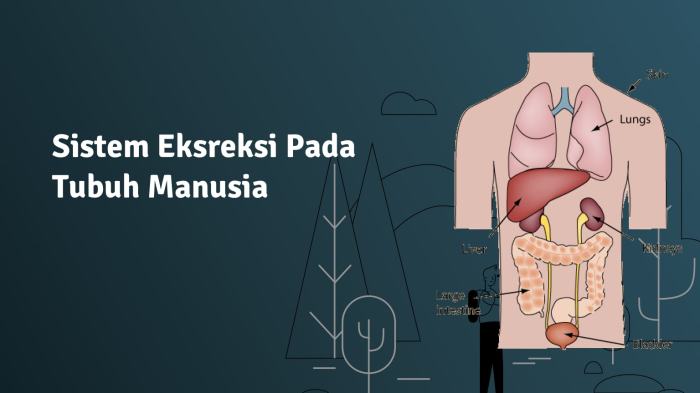 Tts tentang sistem ekskresi dan jawabannya