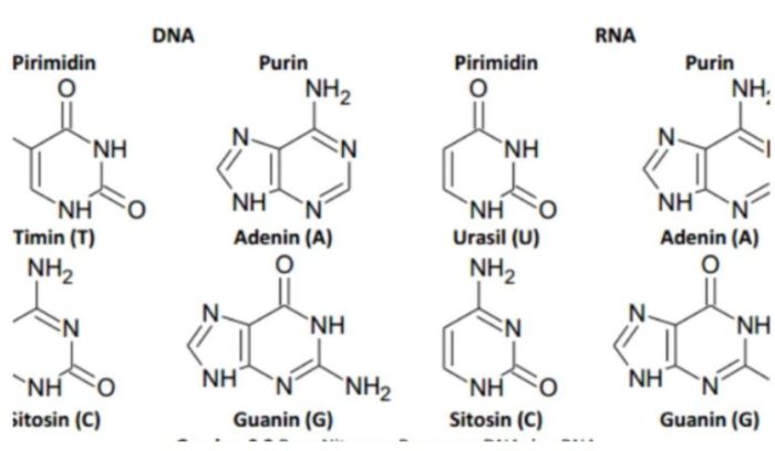 tabel perbedaan dna dan rna