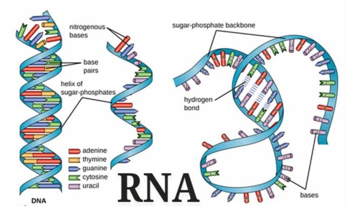 perbedaan dna dan rna tabel