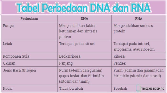 dna rna perbedaan tabel