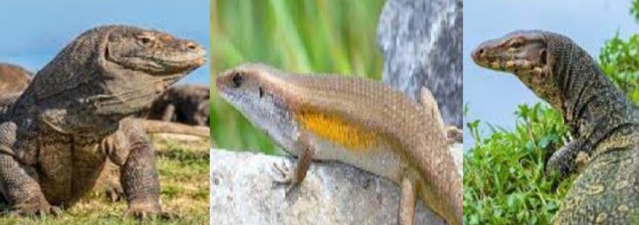 perbedaan biawak dan kadal terbaru