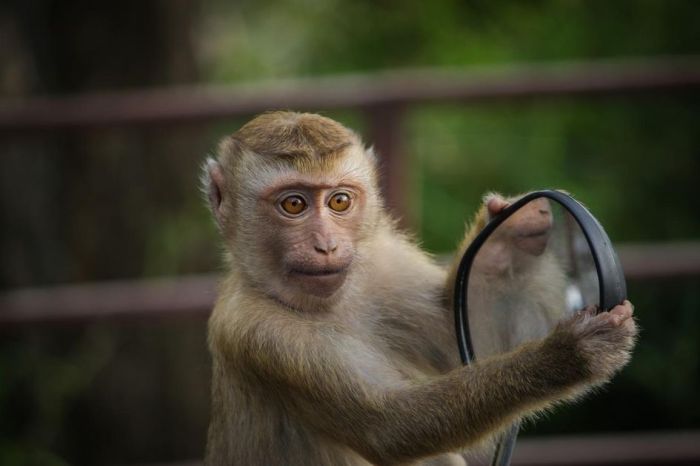 monyet kera monkeys perbedaan manusia bingung apakah covid19 taliban keduanya locals senjata pertanyaan mengajukan antara penbugs nyata