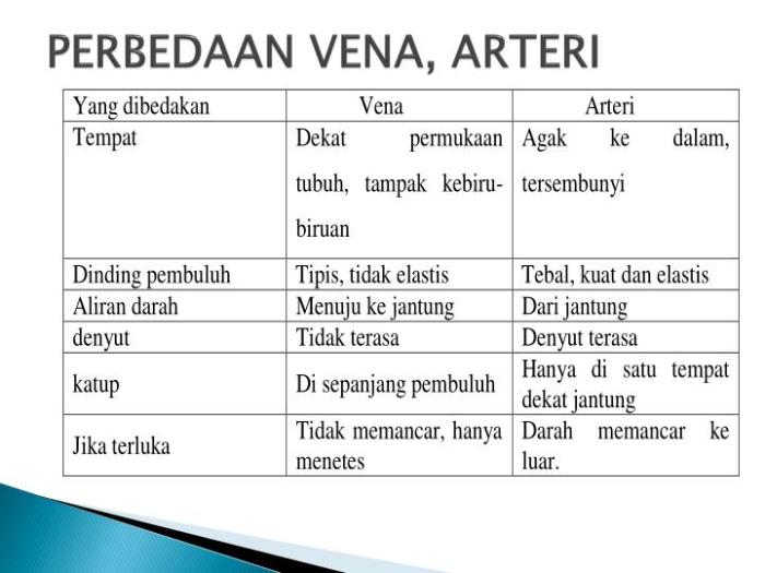 vena arteri perbedaan darah pembuluh