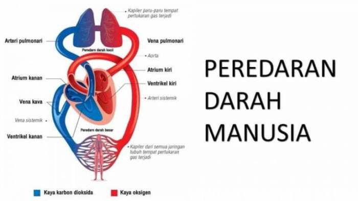 rangkuman sistem peredaran darah manusia