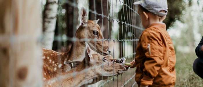 cerita pergi ke kebun binatang