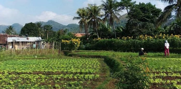 nama nama kebun pertanian terbaru