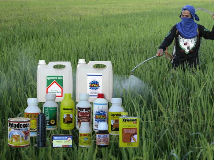 pestisida kimia racun hama kegiatan nyawa kehilangan resiko perempuan pertanian penggunaan tanaman nabati tanah agro kuantan singingi adalah pekanbaru manusia