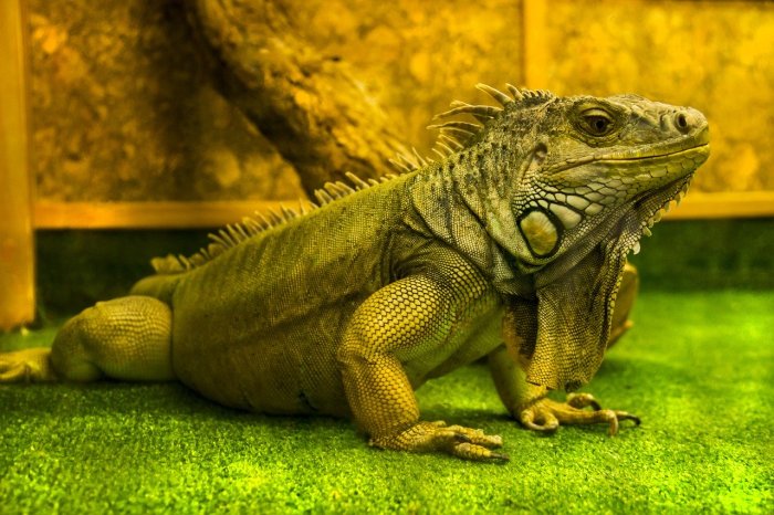 Iguanas are different from most other lizard