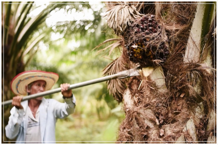 sawit kelapa menanam kebun benar