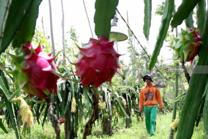 buah terbesar kelapa