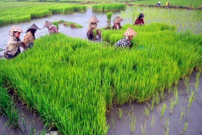 gambar petani kartun di sawah terbaru